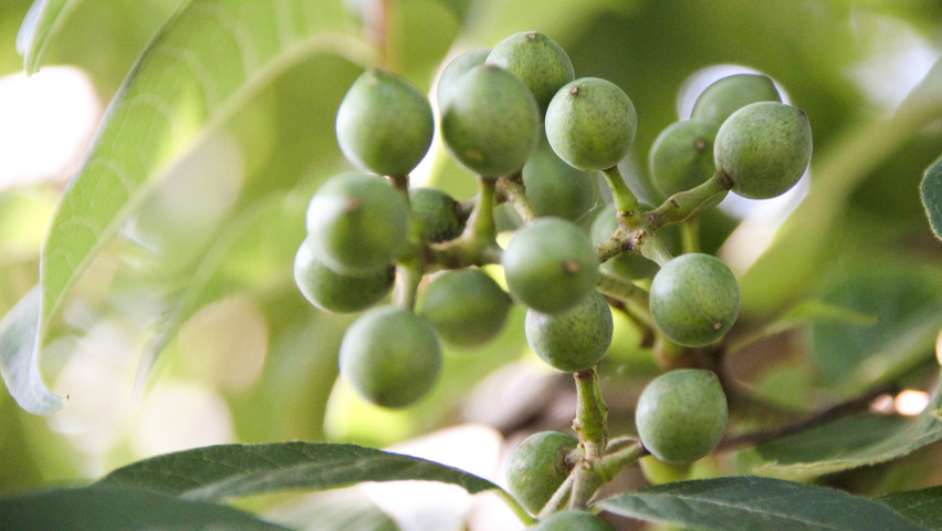 Phellodendron amurense fruits