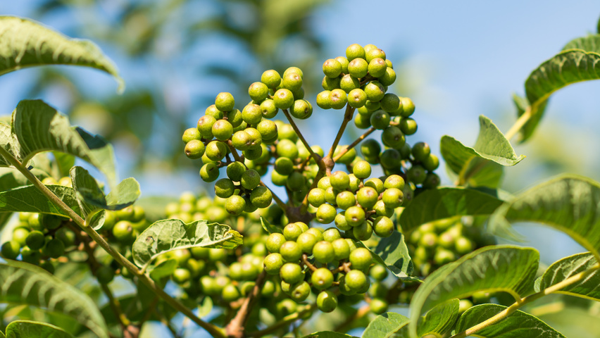 Phellodendron amurense fruits