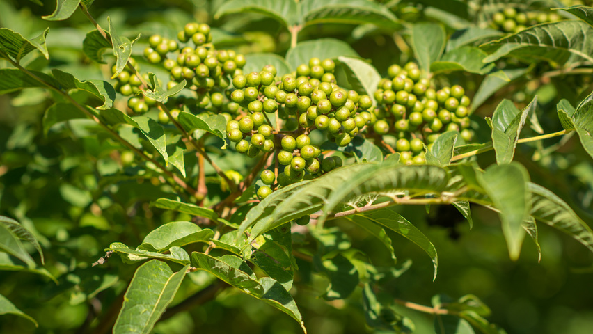 Phellodendron amurense fruits