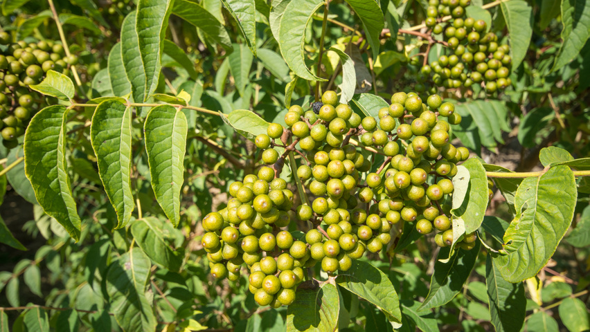 Phellodendron amurense fruits