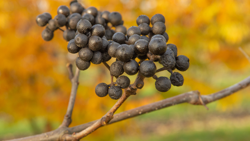 Phellodendron amurense fruits