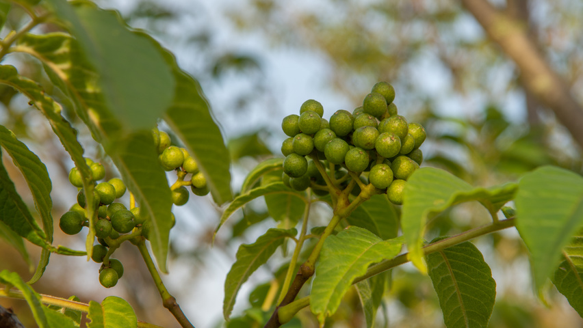 Phellodendron amurense fruits