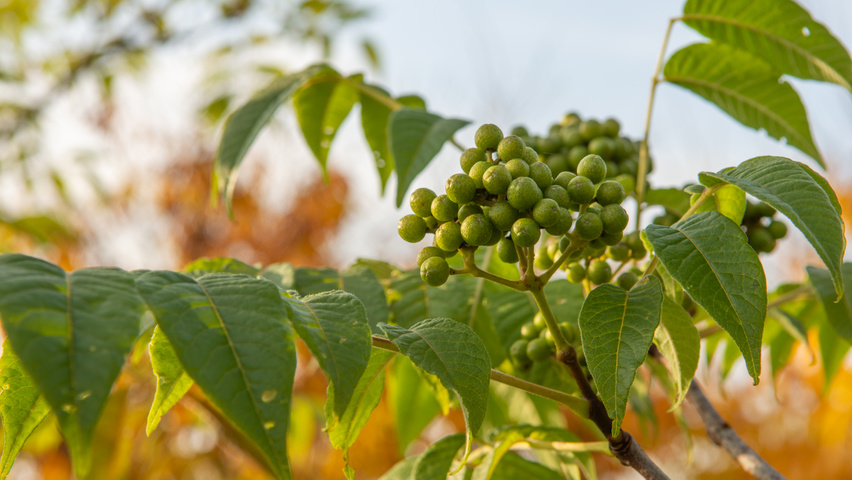 Phellodendron amurense fruits