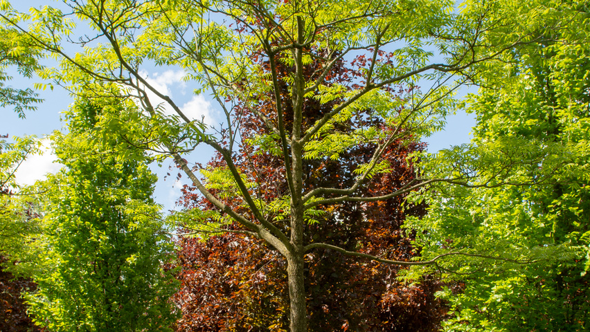 Phellodendron amurense standard tree