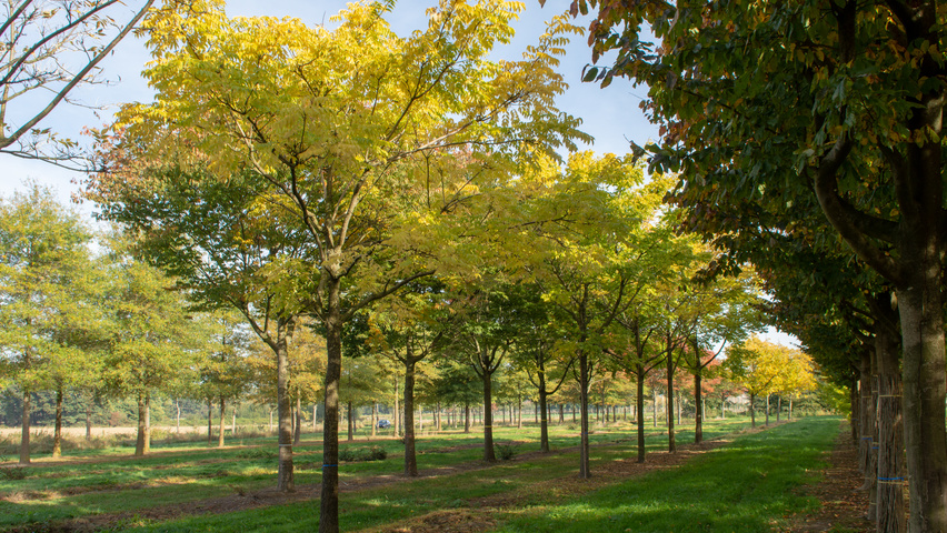 Phellodendron amurense standard tree
