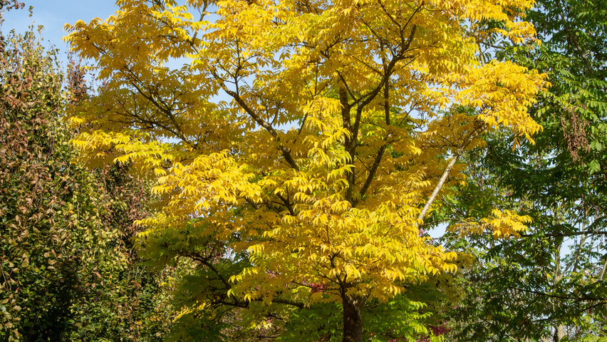 Phellodendron amurense standard tree