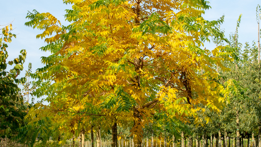 Phellodendron amurense standard tree