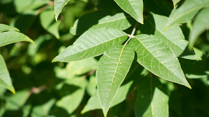 Phellodendron amurense leaves