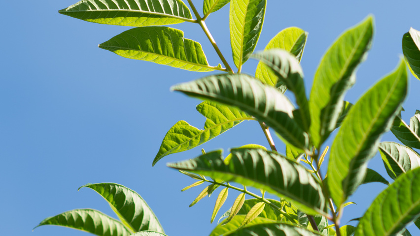 Phellodendron amurense leaves
