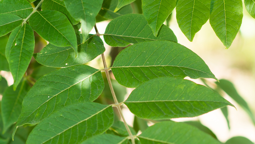 Phellodendron amurense leaves