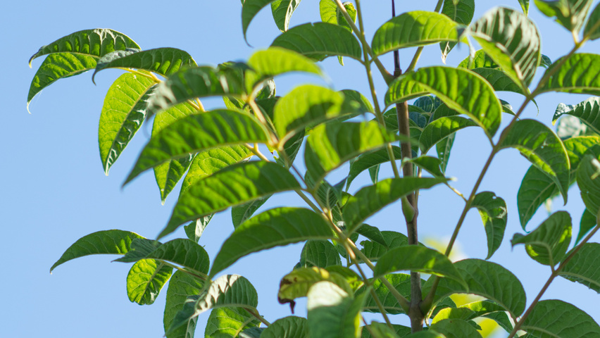 Phellodendron amurense leaves