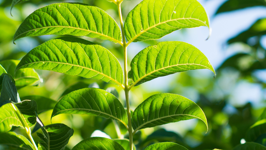Phellodendron amurense leaves