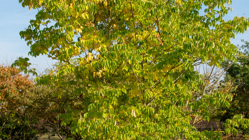 Phellodendron amurense multi-stem umbrella