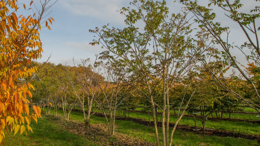 Phellodendron amurense multi-stem umbrella
