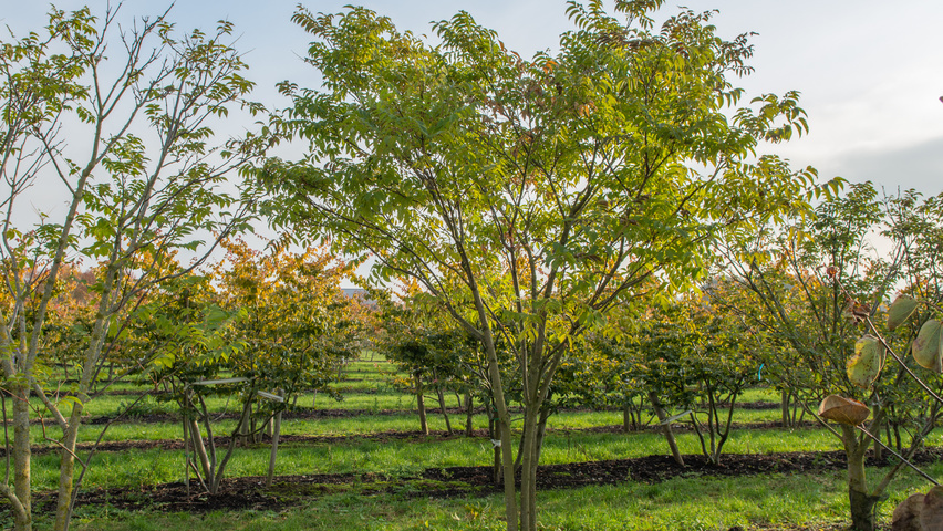 Phellodendron amurense multi-stem umbrella
