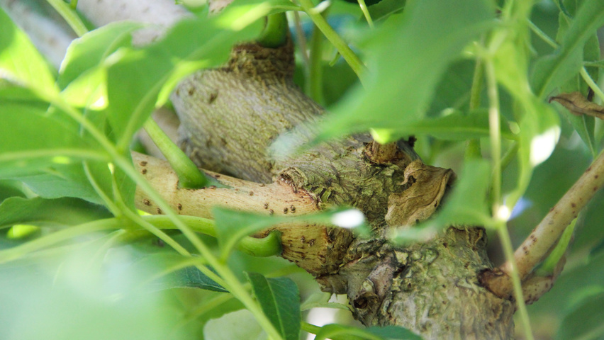 Phellodendron amurense twigs