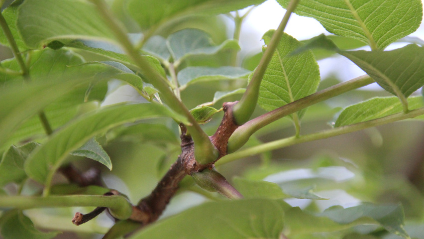 Phellodendron amurense twigs