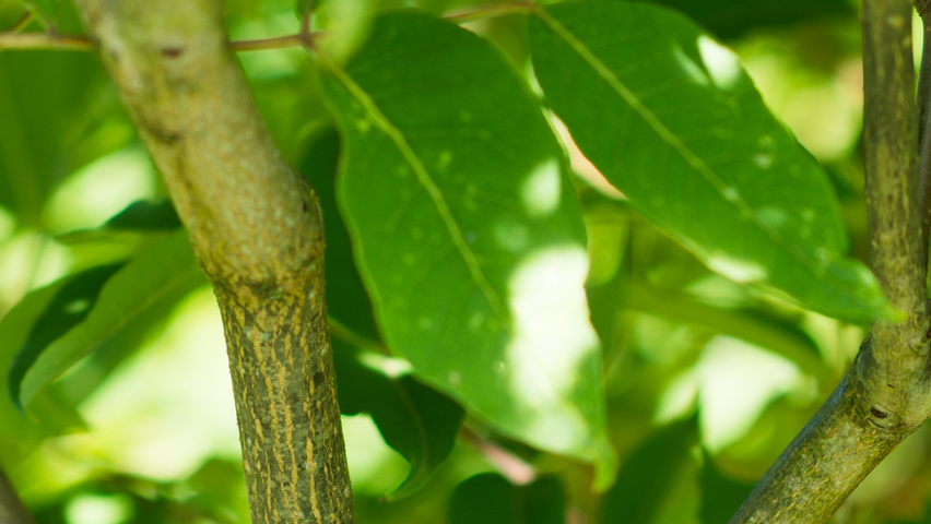 Phellodendron amurense twigs