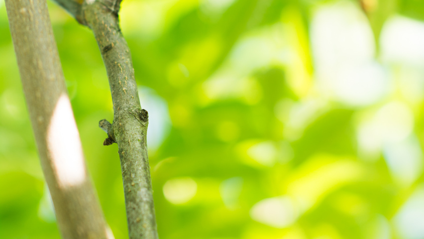 Phellodendron amurense twigs