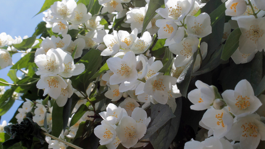 Philadelphus coronarius Blumen