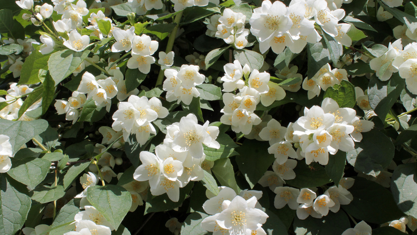 Philadelphus coronarius Blumen