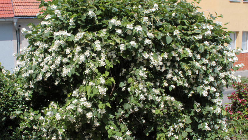 Philadelphus coronarius Solitärgehölze