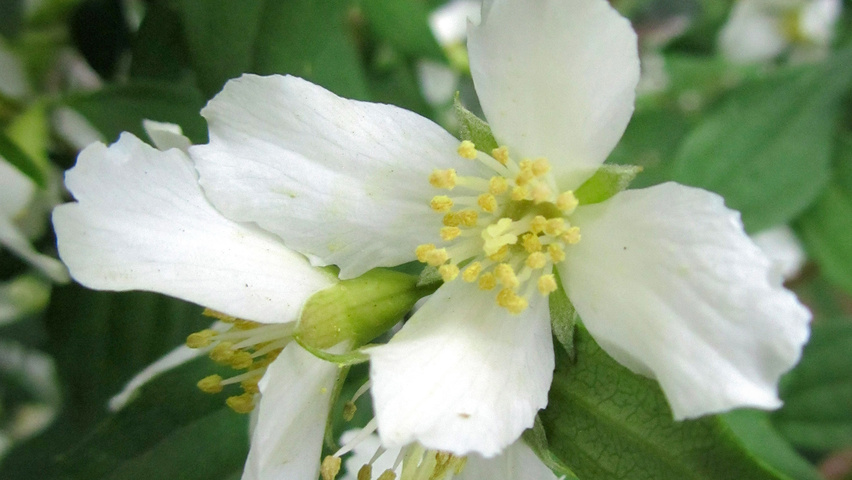 Philadelphus 'Lemoinei' flowers