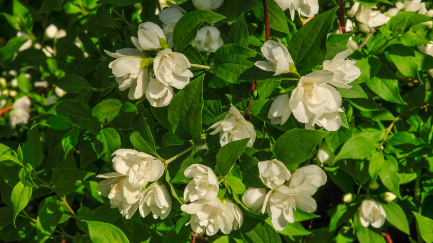 Philadelphus 'Manteau d'Hermine' bloem