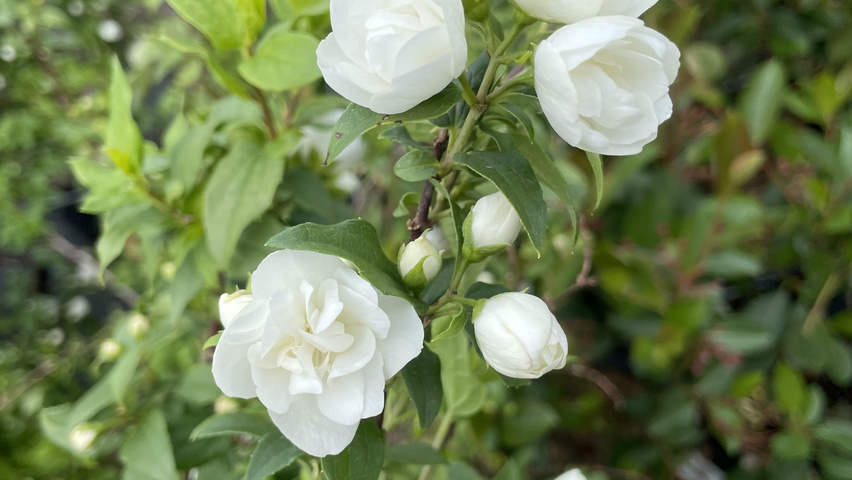 Philadelphus 'Manteau d'Hermine' bloem