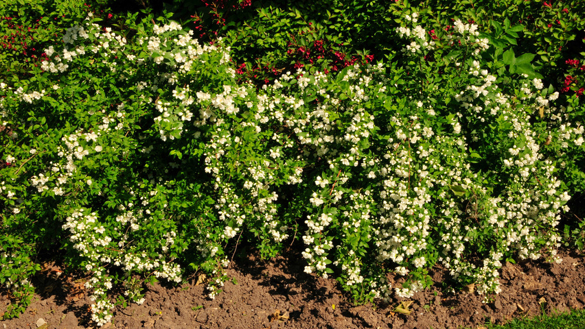 Philadelphus 'Manteau d'Hermine' solitair heesters