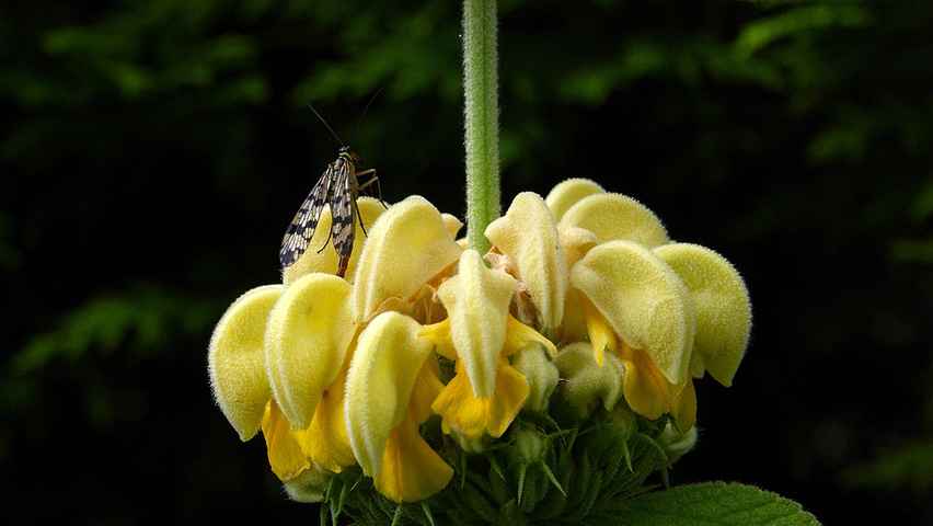 Phlomis russeliana цветки