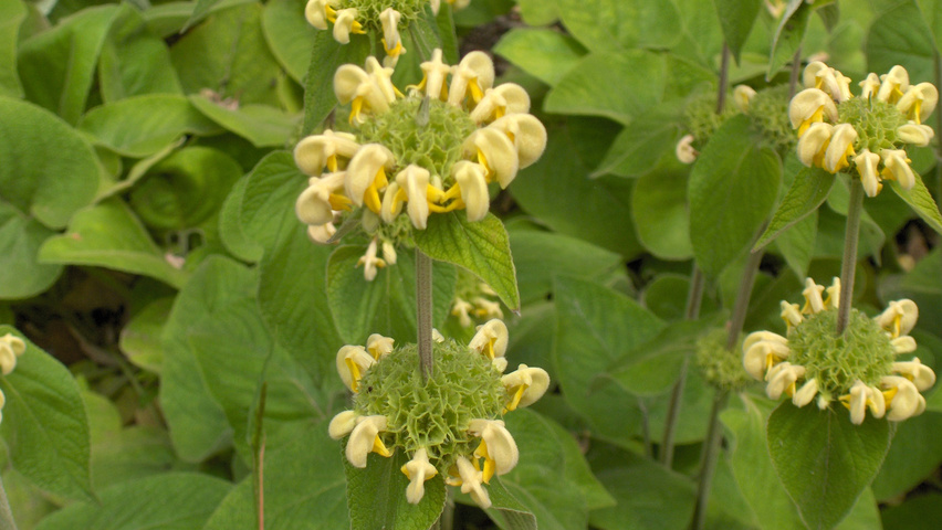 Phlomis russeliana цветки