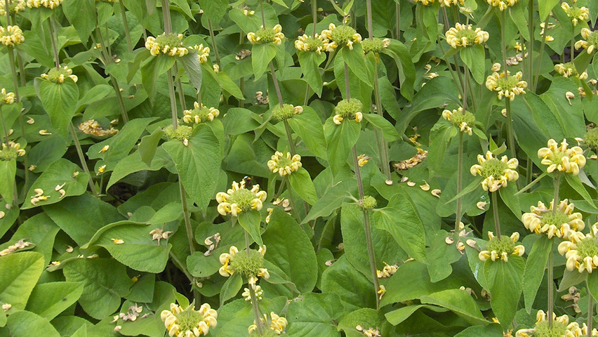 Phlomis russeliana листья