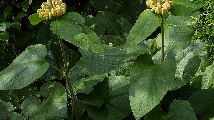 Phlomis russeliana листья