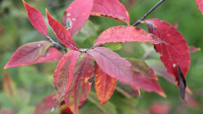 Photinia villosa feuilles automnale