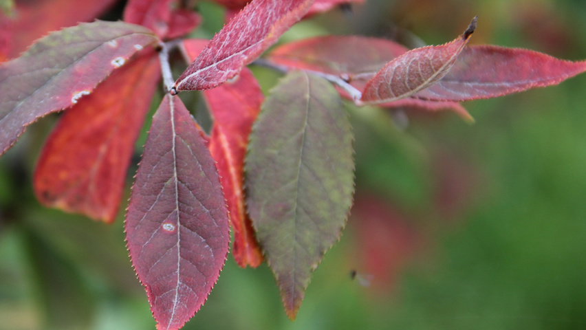 Photinia villosa feuilles automnale