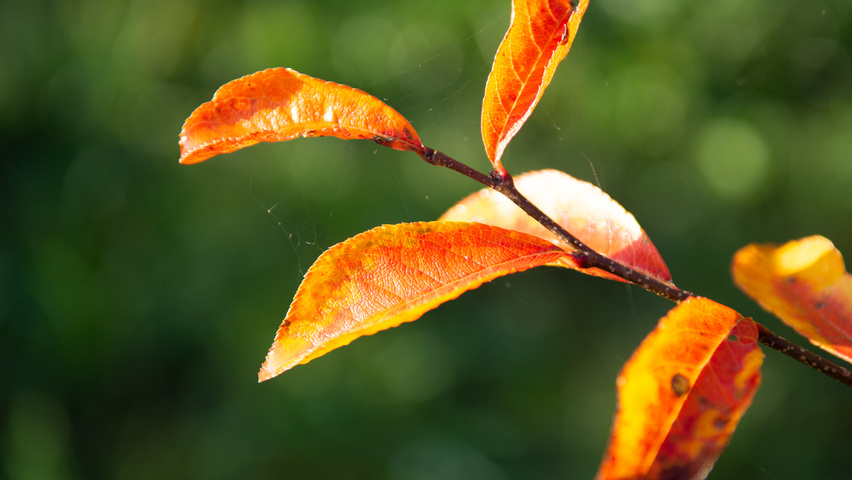 Photinia villosa feuilles automnale