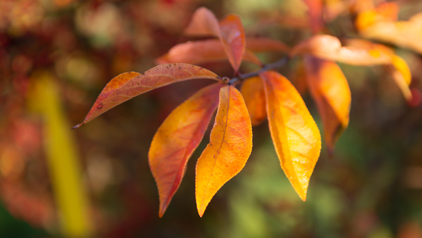 Photinia villosa feuilles automnale