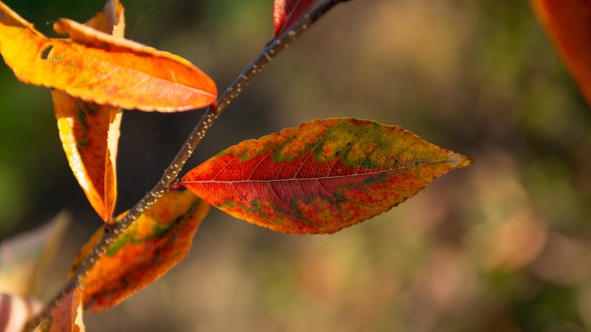Photinia villosa feuilles automnale