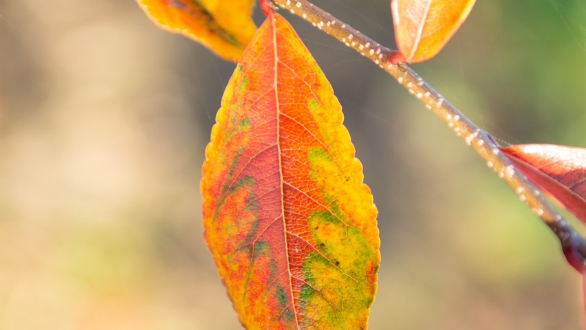 Photinia villosa feuilles automnale