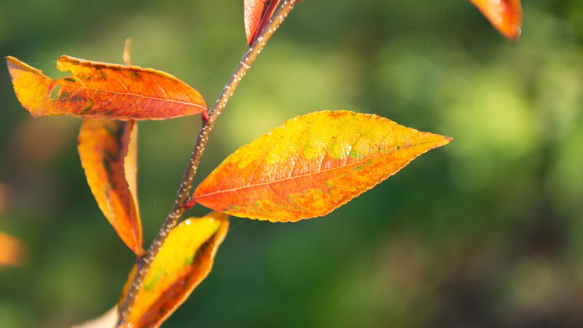Photinia villosa feuilles automnale