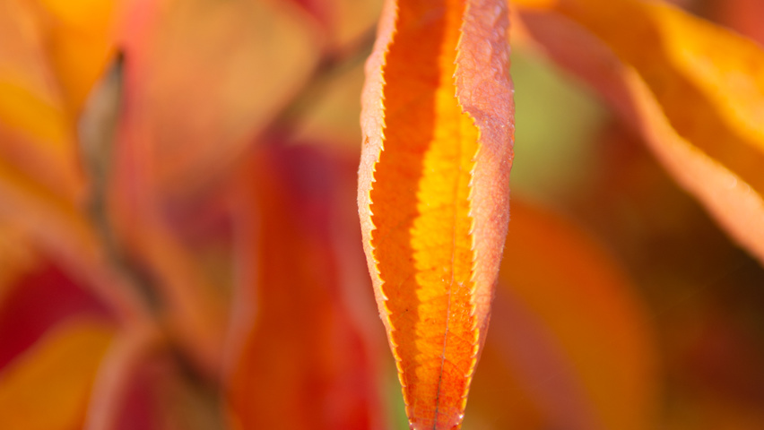 Photinia villosa feuilles automnale