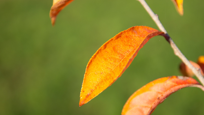 Photinia villosa feuilles automnale