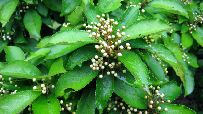 Photinia villosa fleurs