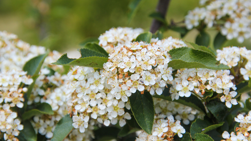 Photinia villosa fleurs
