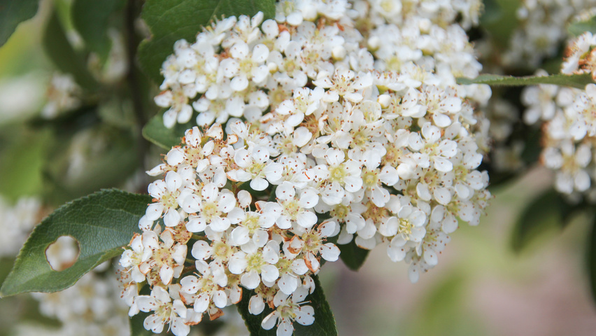 Photinia villosa fleurs