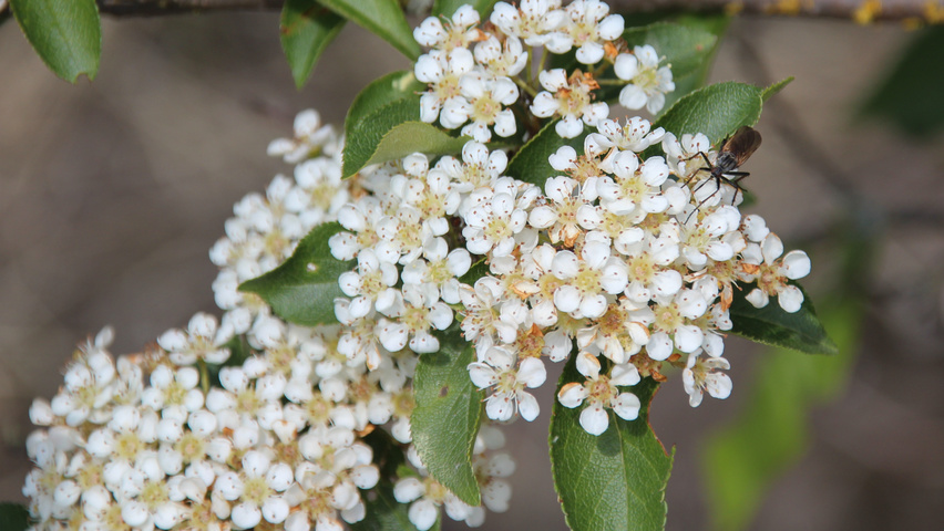 Photinia villosa fleurs