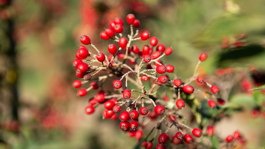 Photinia villosa fruits