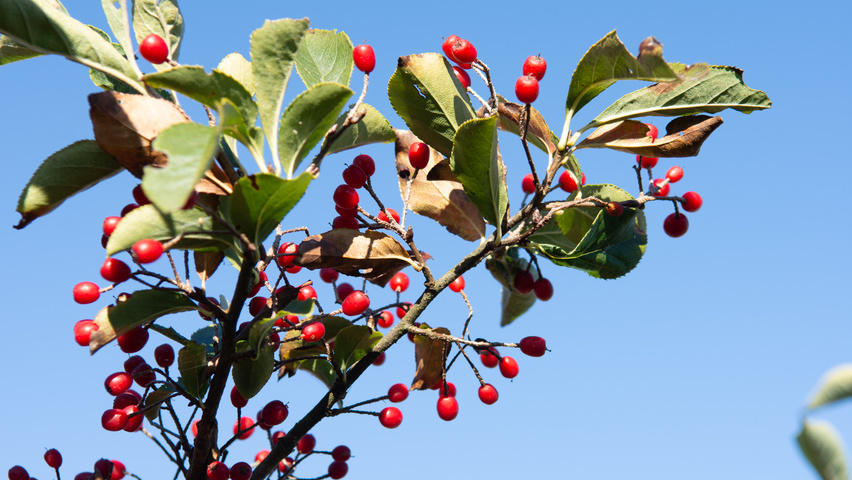 Photinia villosa fruits