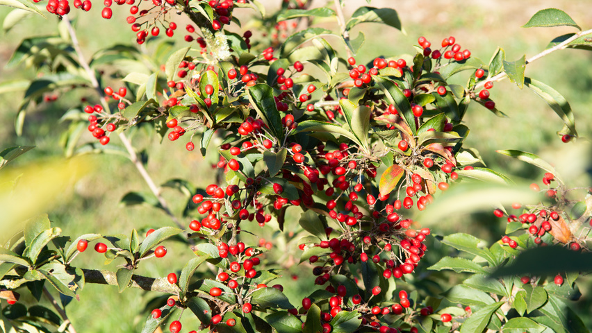 Photinia villosa fruits